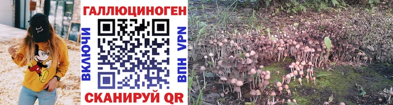 Псилоцибиновые грибы MAGIC MUSHROOMS  блэк спрут как войти  Новочеркасск 